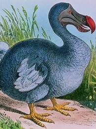 bbc:渡渡鸟生存指南