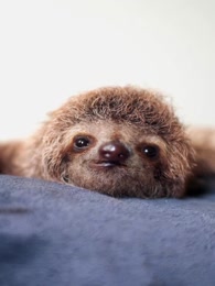 bbc:大自然的神奇遗孤